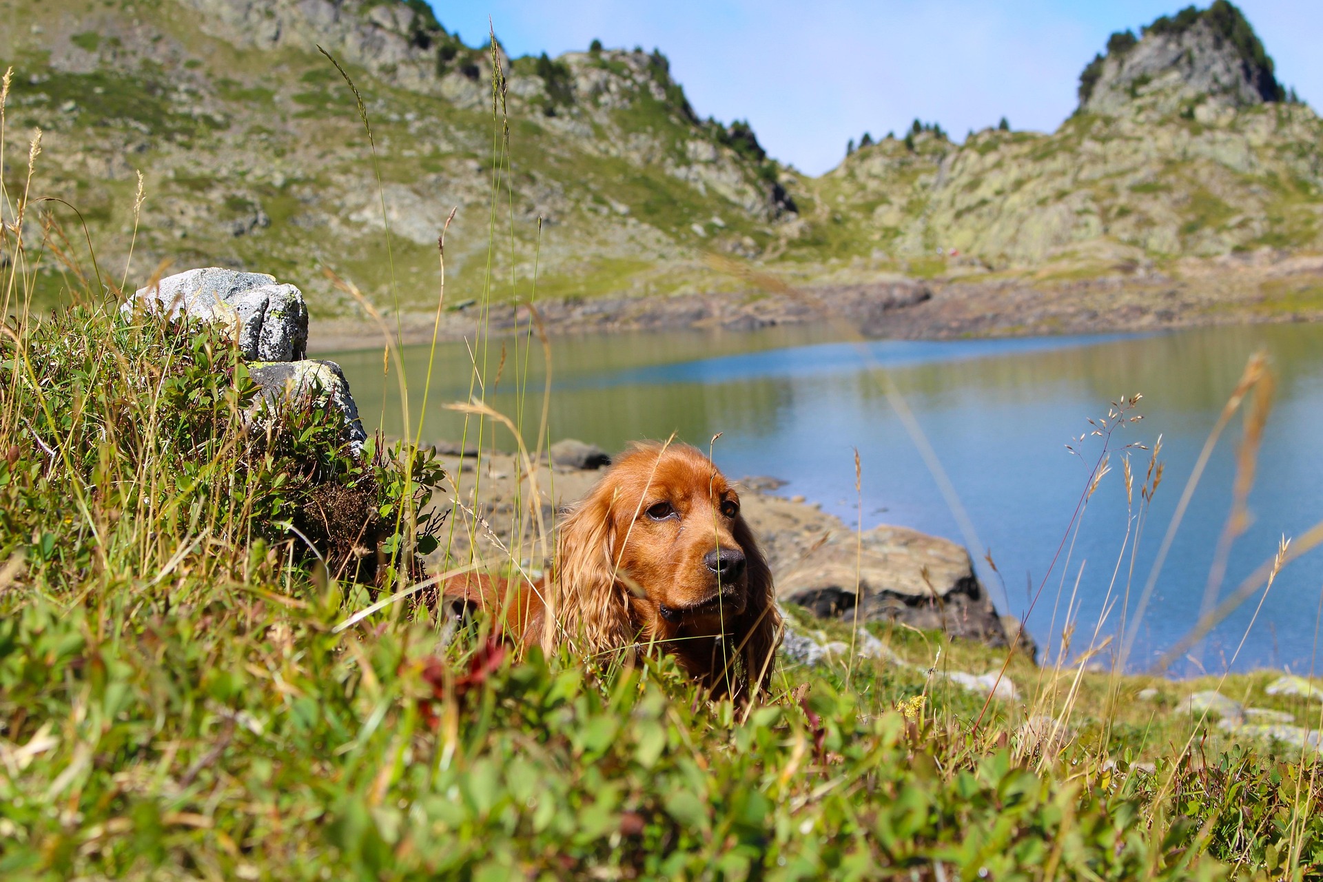 J&rsquo;économise des centaines d&rsquo;euros en promenant mon chien